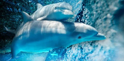 High Resolution And Smooth Frame Rate For Clear Viewing High Resolution And Smooth Frame Rate For Clear Viewing